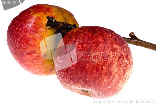 Image of isolated paradise. red apple on the branch