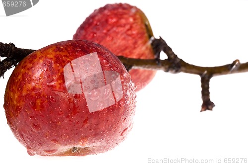 Image of isolated paradise. red apple on the branch