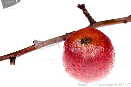 Image of isolated paradise. red apple on the branch