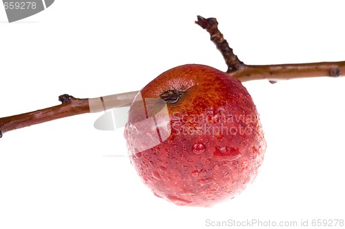 Image of isolated paradise. red apple on the branch