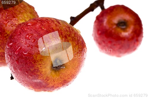 Image of isolated paradise. red apple on the branch