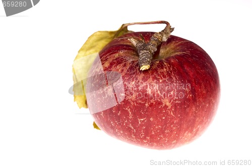 Image of isolated paradise. red apple on the branch