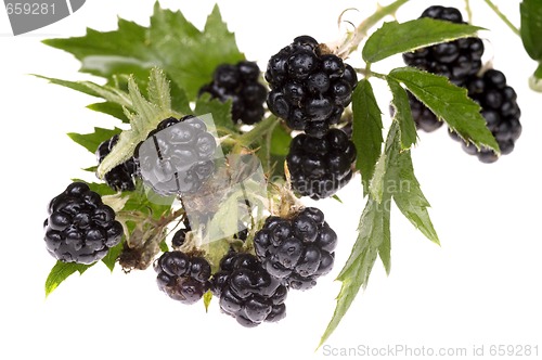 Image of blackberry brunch