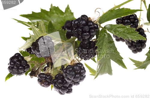 Image of blackberry brunch