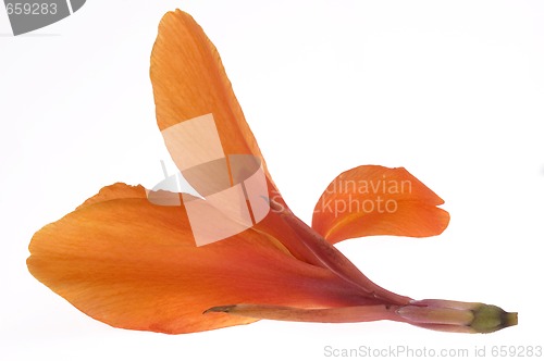 Image of orange canna