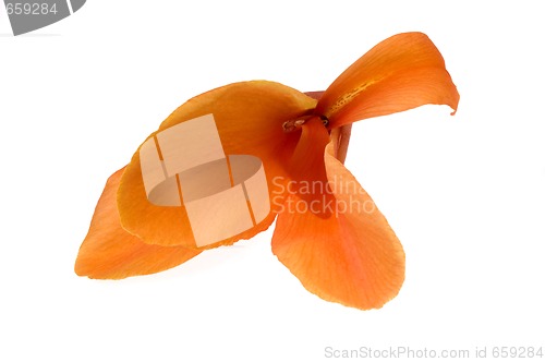 Image of orange canna