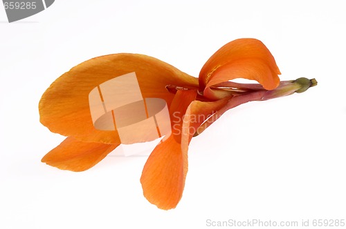 Image of orange canna