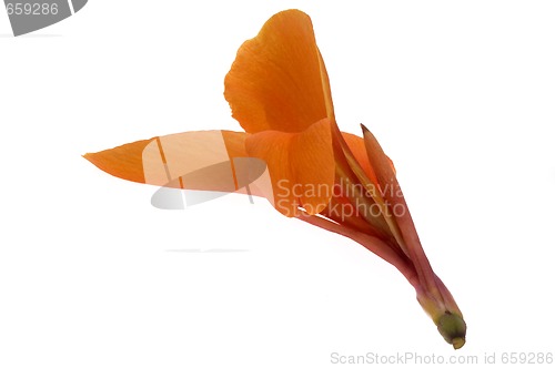 Image of orange canna