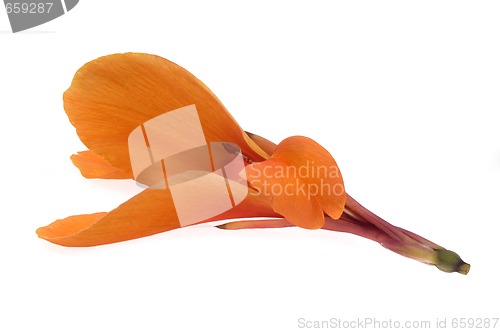 Image of orange canna