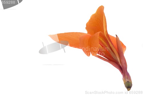 Image of orange canna