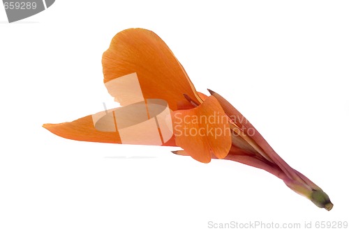 Image of orange canna