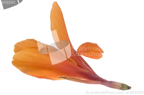 Image of orange canna