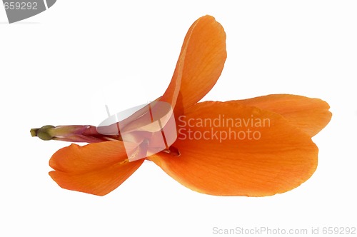 Image of orange canna