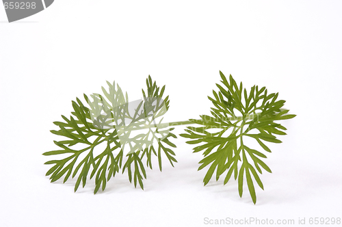 Image of green dill. macro