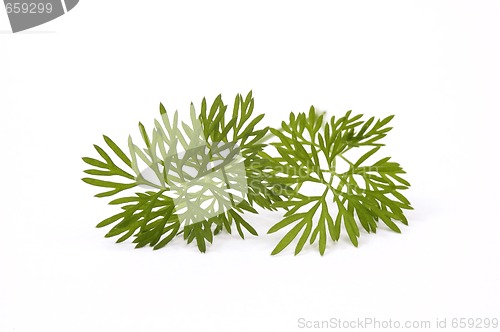 Image of green dill. macro