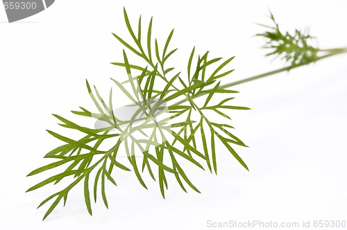 Image of green dill. macro