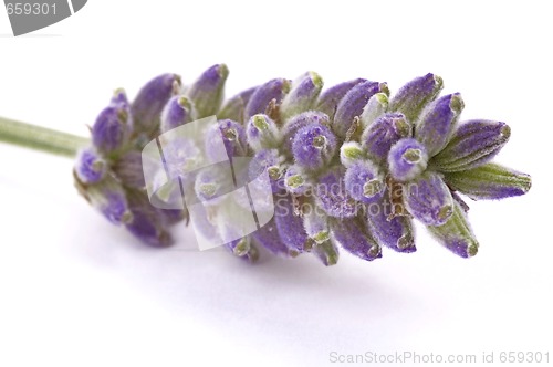 Image of lavender