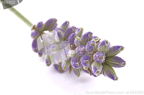 Image of lavender