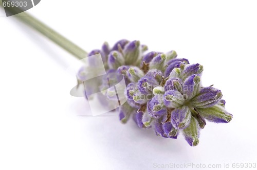 Image of lavender