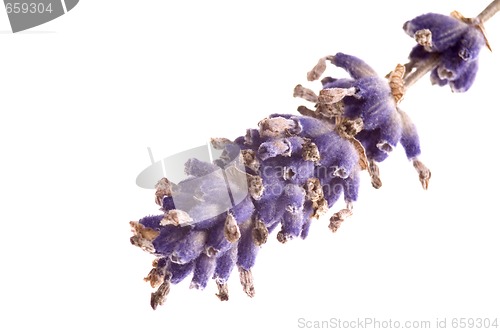 Image of lavender