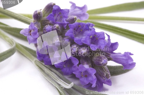 Image of lavender