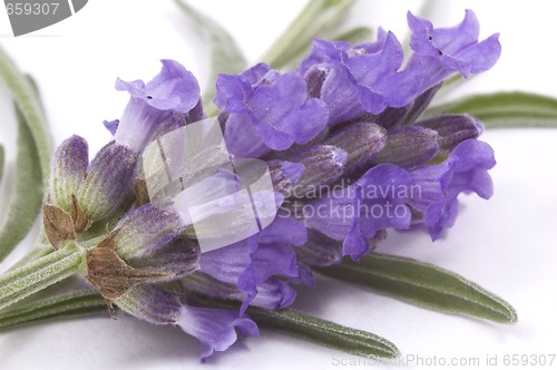 Image of lavender