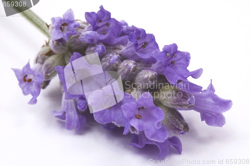 Image of lavender