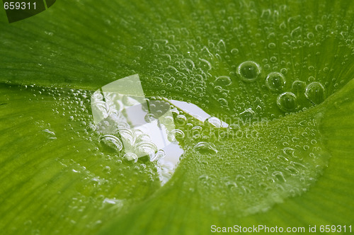 Image of ginko biloba