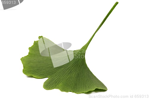 Image of ginko biloba