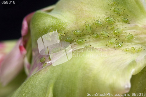 Image of green aphids and tulip