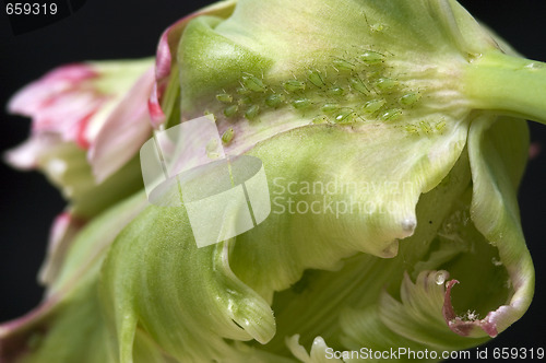 Image of green aphids and tulip