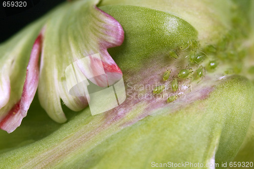 Image of green aphids and tulip