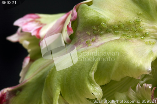 Image of green aphids and tulip