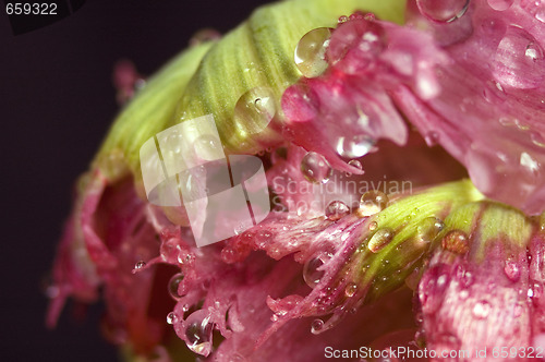 Image of green aphids and tulip