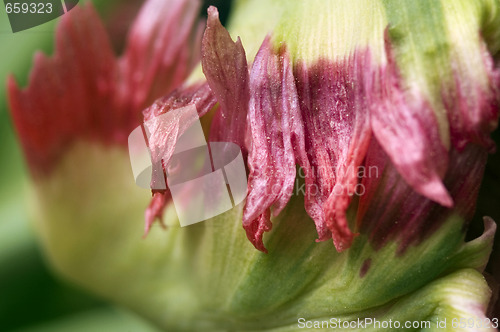 Image of green aphids and tulip