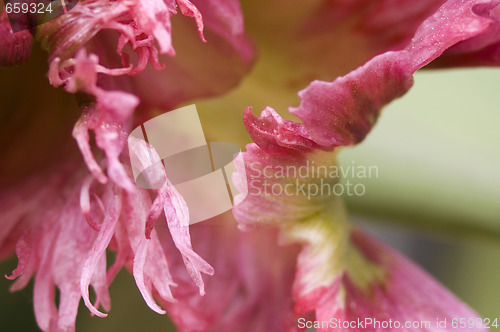 Image of green aphids and tulip