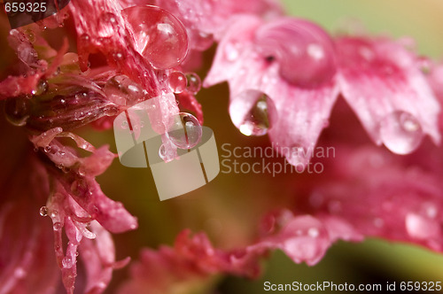 Image of green aphids and tulip