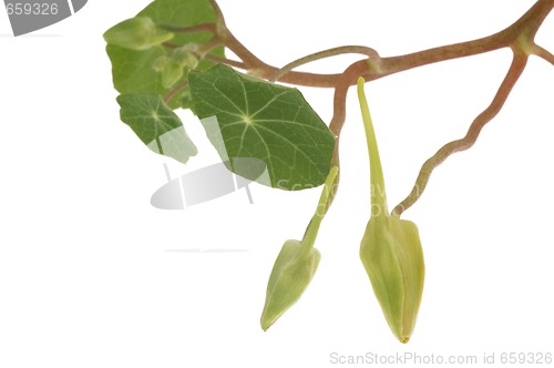 Image of tropaeolum majus