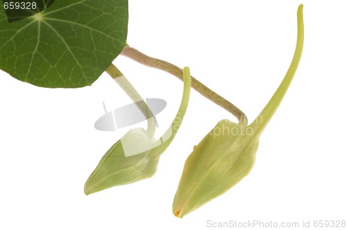 Image of tropaeolum majus