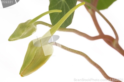 Image of tropaeolum majus