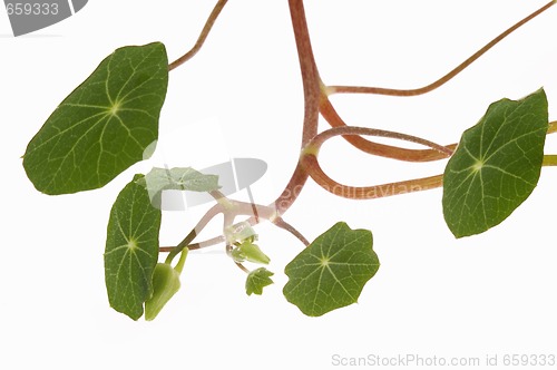 Image of tropaeolum majus