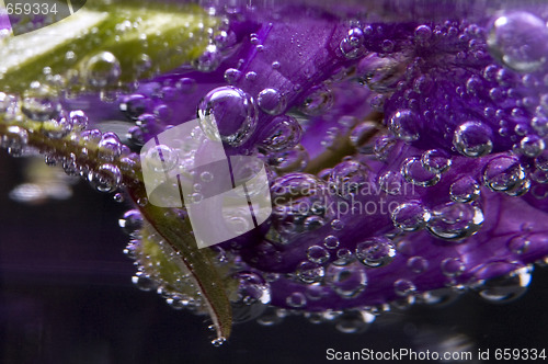 Image of flower, water, bubbles