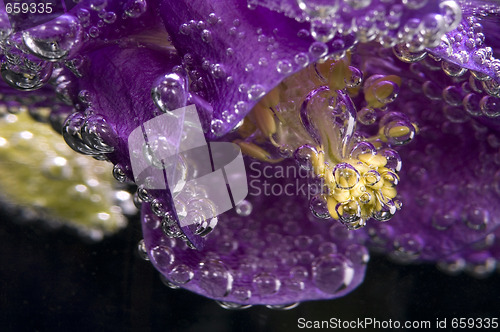 Image of flower, water, bubbles