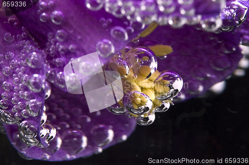 Image of flower, water, bubbles