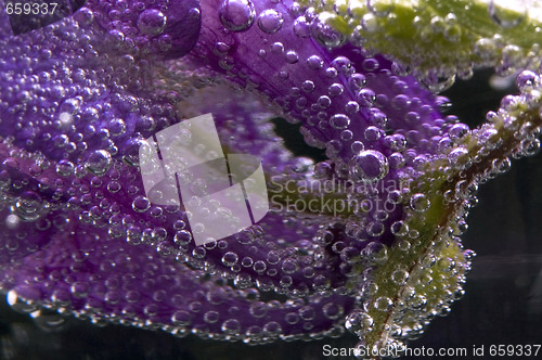 Image of flower, water, bubbles