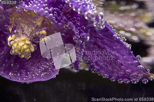 Image of flower, water, bubbles