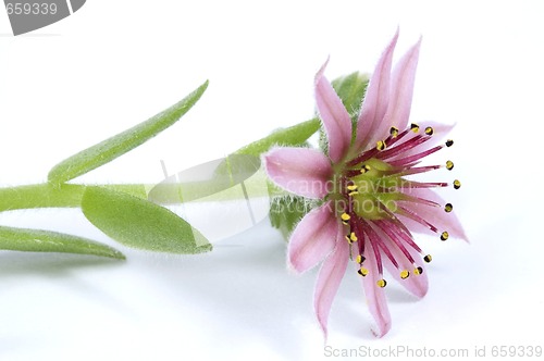 Image of pink flower. succulent