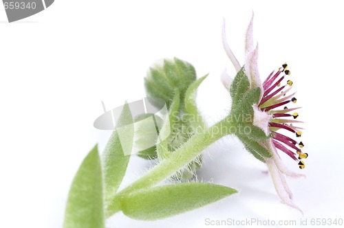 Image of pink flower. succulent