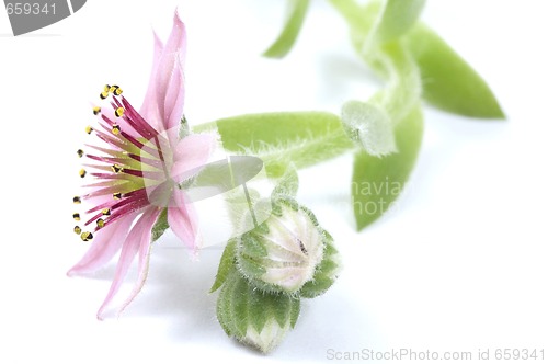 Image of pink flower. succulent