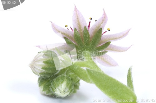 Image of pink flower. succulent